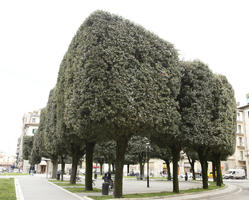 Arezzo, day, eye level view, Italia , manicured trees, natural light, spring, street, Toscana, tree