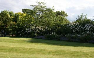 broad-leaf tree, broad-leaved tree, day, England, eye level view, flower, flowered bush, flowering, grass, London, park, shrubbery, summer, sunny, The United Kingdom