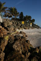 beach, day, eye level view, Florida, palm, rock, Sarasota, seascape, shore, sign, sunny, sunshine, The United States, tree, winter