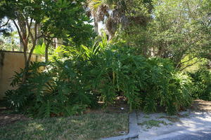 day, eye level view, Florida, garden, Miami, natural light, palm, sunny, The United States, tree, tropical, vegetation, winter