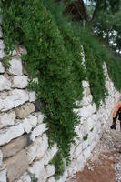 architecture, Croatia, Croatia, day, eye level view, hanging, natural light, plant, vegetation, wall