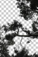 afternoon, ambient light, below, bough, branch, cloudy, coniferous, cutout, cutout plants, cutout trees, day, diffuse, diffused light, Italian stone pine, looking up, overcast, parasol pine, pine, Pinus pinea, summer, tree, umbrella pine