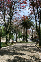 broad-leaf tree, broad-leaved tree, day, eye level view, palm, park, Phoenix canariensis, Porto, Porto, Portugal, shady, spring, sunny