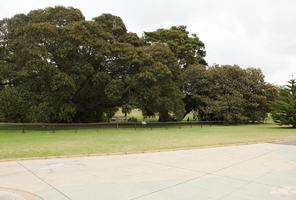 Australia, day, eye level view, grass, natural light, New South Wales, park, path, summer, Sydney, tree, vegetation