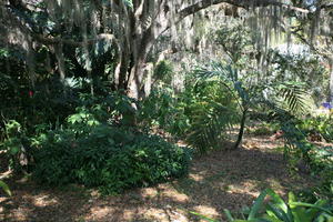 day, eye level view, Florida, Miami, natural light, park, sunny, The United States, tree, tropical, vegetation, winter