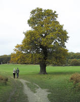 afternoon, autumn, back, cloudy, couple, day, deciduous, England, eye level view, grass, open space, outdoors, park, path, The United Kingdom, tree, treeline, vegetation, walking, Wimbledon