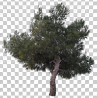 Aleppo pine, ambient light, coniferous, cutout, cutout plants, cutout trees, day, diffuse, diffused light, evergreen, eye level view, natural light, overcast, pine, Pinus halepensis, tree, winter