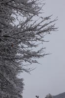 ambient light, below, day, diffuse, diffused light, Italia , morning, natural light, overcast, snow, tree, tree canopy, Veneto, winter