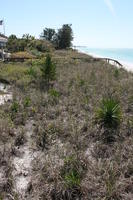 bush, day, elevated, Florida, grass, plant, Sarasota, shore, sunny, sunshine, The United States, winter