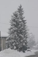 ambient light, day, eye level view, Italia , Mondovi, overcast, Piemonte, pine, snow, tree, winter