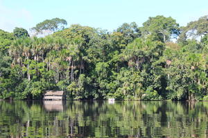 day, eye level view, Madre de Dios, palm, Peru, river, shrub, summer, sunny, treeline, tropical