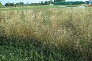 afternoon, day, eye level view, grassland, Italia , summer, sunny