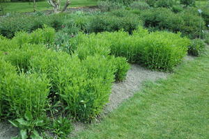 day, England, eye level view, garden, natural light, park, plant, The United Kingdom, Woking