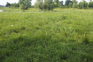 Croatia, day, direct sunlight, eye level view, grass, summer, sunny