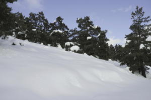 below, coniferous, day, diffuse, diffused light, evergreen, France, Greolieres, hill, Provence Alpes Cote D