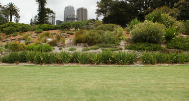 Australia, bush, day, eye level view, grass, natural light, New South Wales, park, summer, Sydney, tree, vegetation