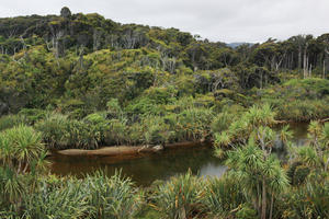 day, diffuse, diffused light, eye level view, natural light, New Zealand, overcast, pond, summer, tropical, vegetation, West Coast, woodland