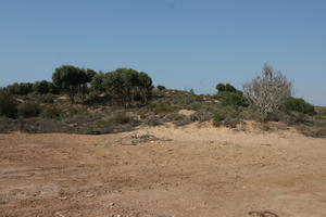 autumn, bush, day, desert, direct sunlight, Essaouira, eye level view, Morocco, natural light, sunlight, sunny, sunshine, vegetation