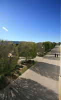 Alicante, day, elevated, pavement, Spain, sunny, tree, Valenciana