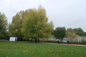 autumn, broad-leaf tree, broad-leaved tree, day, deciduous, England, eye level view, grass, leaves, London, natural light, park, The United Kingdom, tree