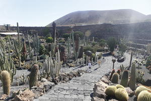 cactus, Canarias, day, elevated, evergreen, park, Spain, succulent plant, summer, sunny