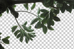 bough, branch, broad-leaf tree, cutout, cutout plants, cutout trees, day, diffuse, diffused light, evergreen, eye level view, ficus, Ficus elastica, Indian rubber bush, natural light, plant, rubber fig, spring, tree, twig