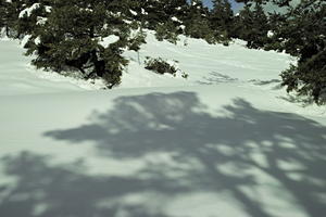 coniferous, day, evergreen, eye level view, France, Greolieres, hill, Provence Alpes Cote D