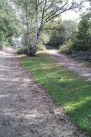 alley, autumn, bright, day, England, eye level view, grass, leaves, London, park, The United Kingdom