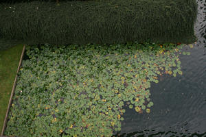 above, day, diffuse, diffused light, England, London, pond, summer, The United Kingdom, water lily