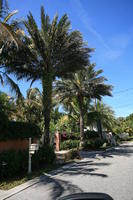 day, eye level view, Florida, Miami, natural light, palm, street, sunny, The United States, tropical, vegetation, winter