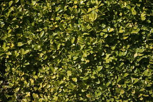 close-up, day, greenery, hedge, sunny, texture