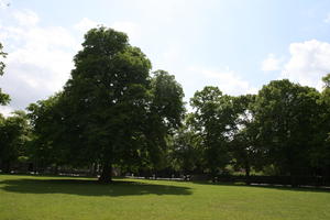 afternoon, Cambridge, day, England, eye level view, grass, lawn, park, spring, sunny, The United Kingdom, tree, vegetation