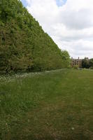 afternoon, Cambridge, day, England, eye level view, grass, lawn, spring, The United Kingdom, tree, vegetation