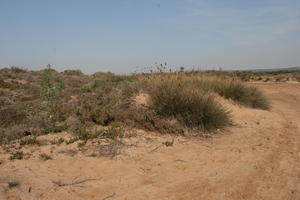 autumn, bush, day, desert, direct sunlight, Essaouira, eye level view, Morocco, natural light, sunlight, sunny, sunshine, vegetation