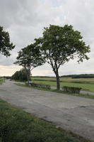 broad-leaf tree, broad-leaved tree, day, eye level view, grass, natural light, open space, outdoors, road, summer, tree