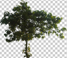 broad-leaf tree, broad-leaved tree, cutout, cutout trees, day, eye level view, Ficus carica, summer, sunny