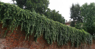 day, diffuse, diffused light, eye level view, green wall, hanging, Italia , Lombardia, Pavia, plant, wall