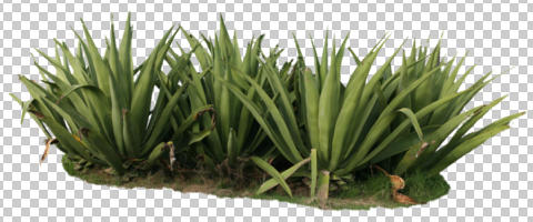 cutout, cutout plants, day, diffused light, direct sunlight, eye level view, succulent plant