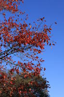 below, branch, day, England, London, natural light, park, sunny, The United Kingdom, tree