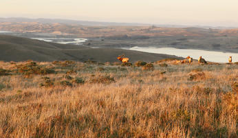 afternoon, autumn, California, day, deer, downhill, eye level view, golden hour, grass, grassland, natural light, outdoors, plant, San Francisco, sunny, The United States