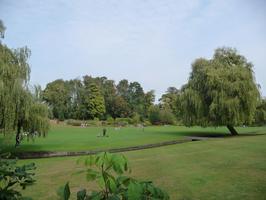 afternoon, bush, day, England, eye level view, grass, natural light, park, stream, summer, sunny, The United Kingdom, tree, weeping willow