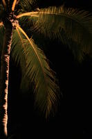 artificial lighting, below, Florida, Miami, night, palm, The United States, tropical, vegetation, winter