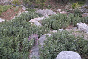 bush, Croatia, day, eye level view, natural light, plant, rockery, shrub, shrubbery, shrubland, Splitsko-Dalmatinska, spring