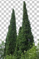 coniferous, cutout, cutout trees, cypress, day, diffuse, diffused light, evergreen, eye level view, summer, tree