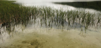 Croatia, day, diffuse, diffused light, eye level view, Karlovacka, lake, natural light, reed, summer