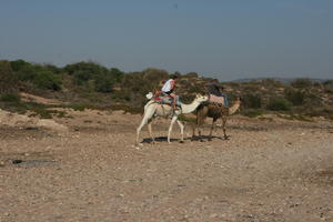 autumn, bush, camel, day, desert, direct sunlight, Essaouira, eye level view, man, Morocco, natural light, riding, summer, sunlight, sunny, sunshine, vegetation