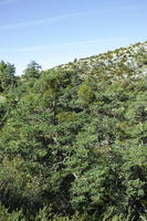 autumn, below, coniferous, day, France, Greolieres, mountain, pine, Provence Alpes Cote D