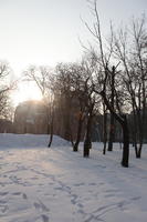 afternoon, day, deciduous, eye level view, park, Poland, Poznan, snow, sunny, tree, Wielkopolskie