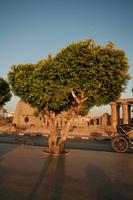 day, dusk, East Timor, Egypt, Egypt, eye level view, natural light, street, tree, vegetation