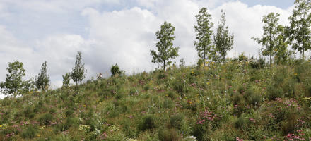 below, broad-leaf tree, broad-leaved tree, day, England, flower, flower field, London, summer, sunny, The United Kingdom, young